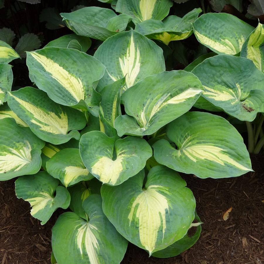 Hosta Dream Queen