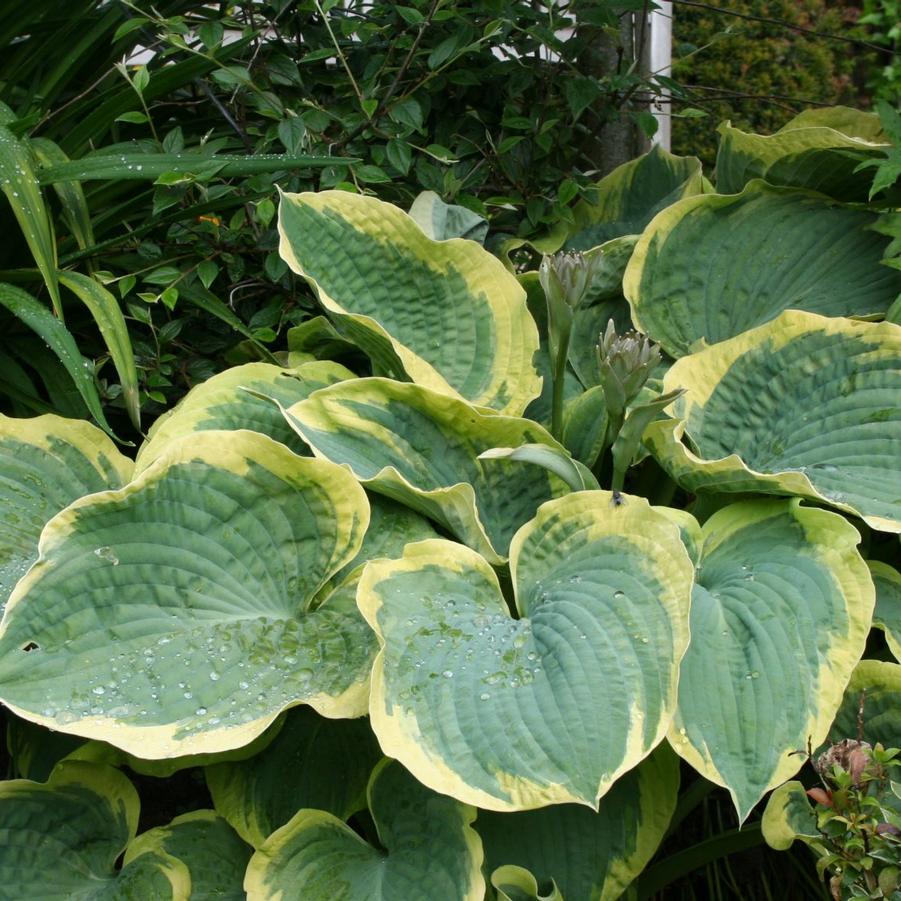Hosta Earth Angel
