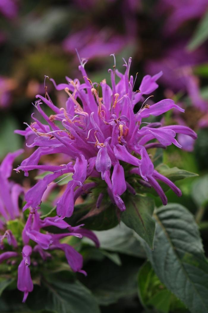 Monarda didyma Balmy™ Lilac