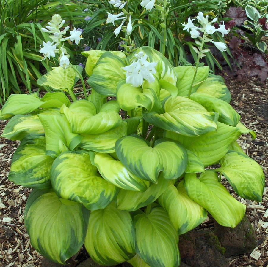 Hosta Stained Glass