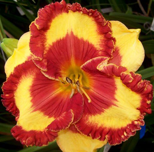 Hemerocallis Band of Fire