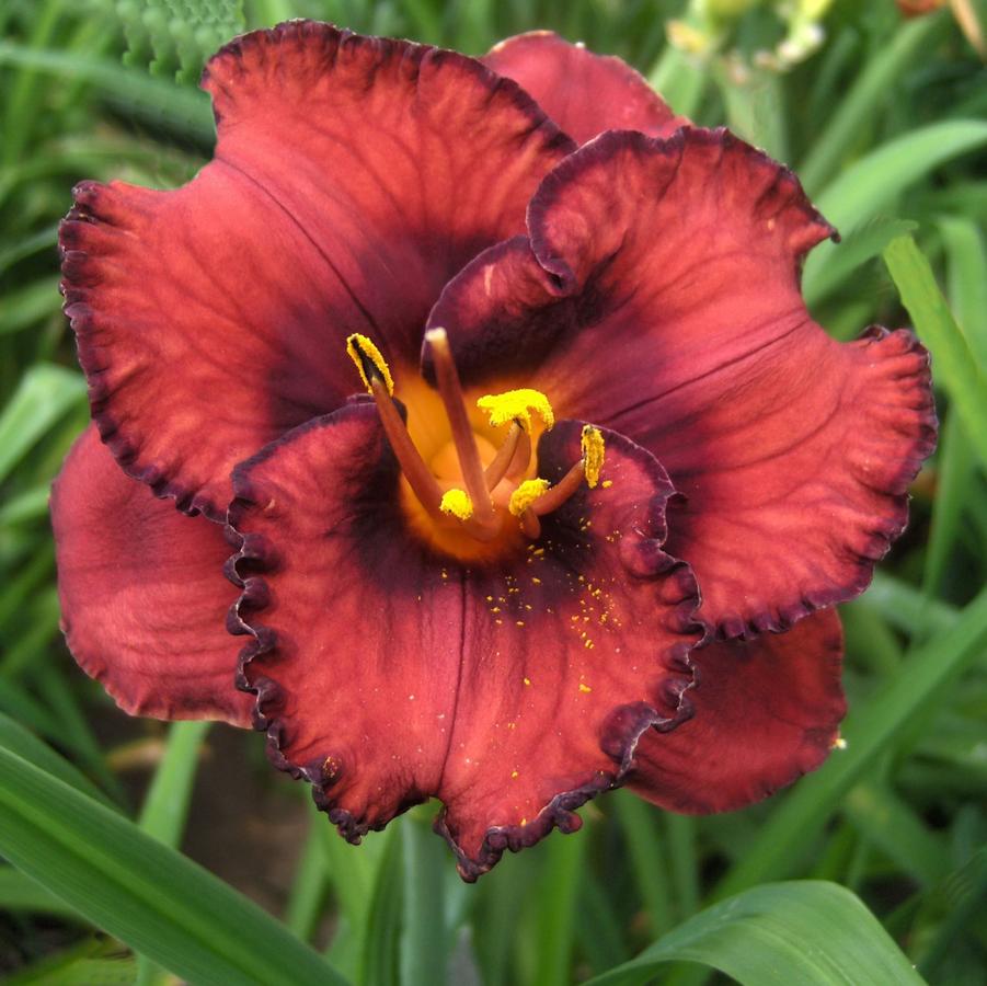 Hemerocallis Berrylicious