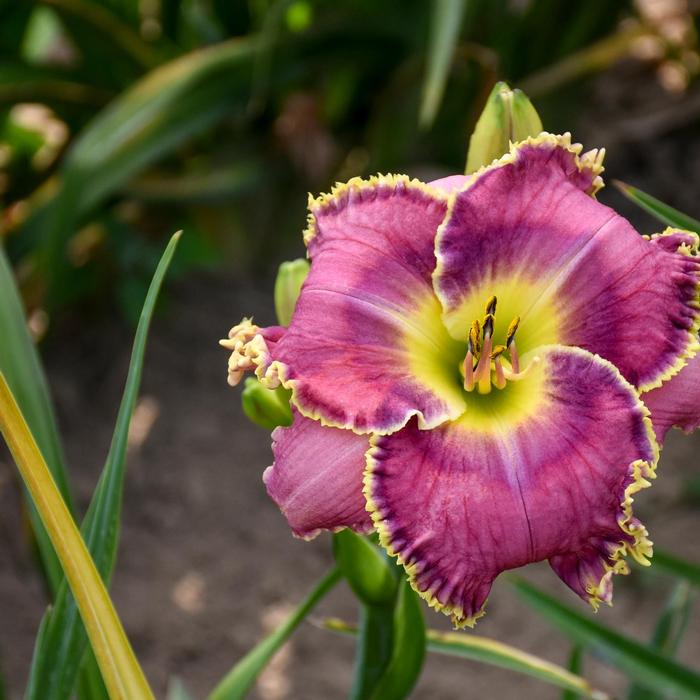 Hemerocallis Raspberry Eclipse