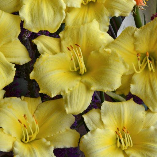 Hemerocallis Stella Supreme
