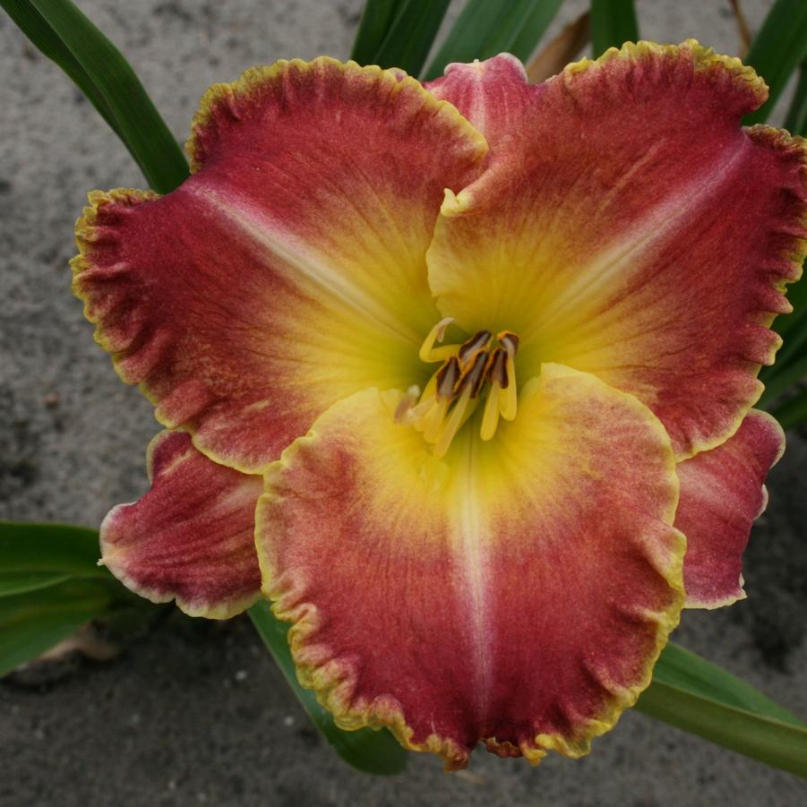 Hemerocallis 'Jekyll Island™' Daylily from Wallish Greenhouses