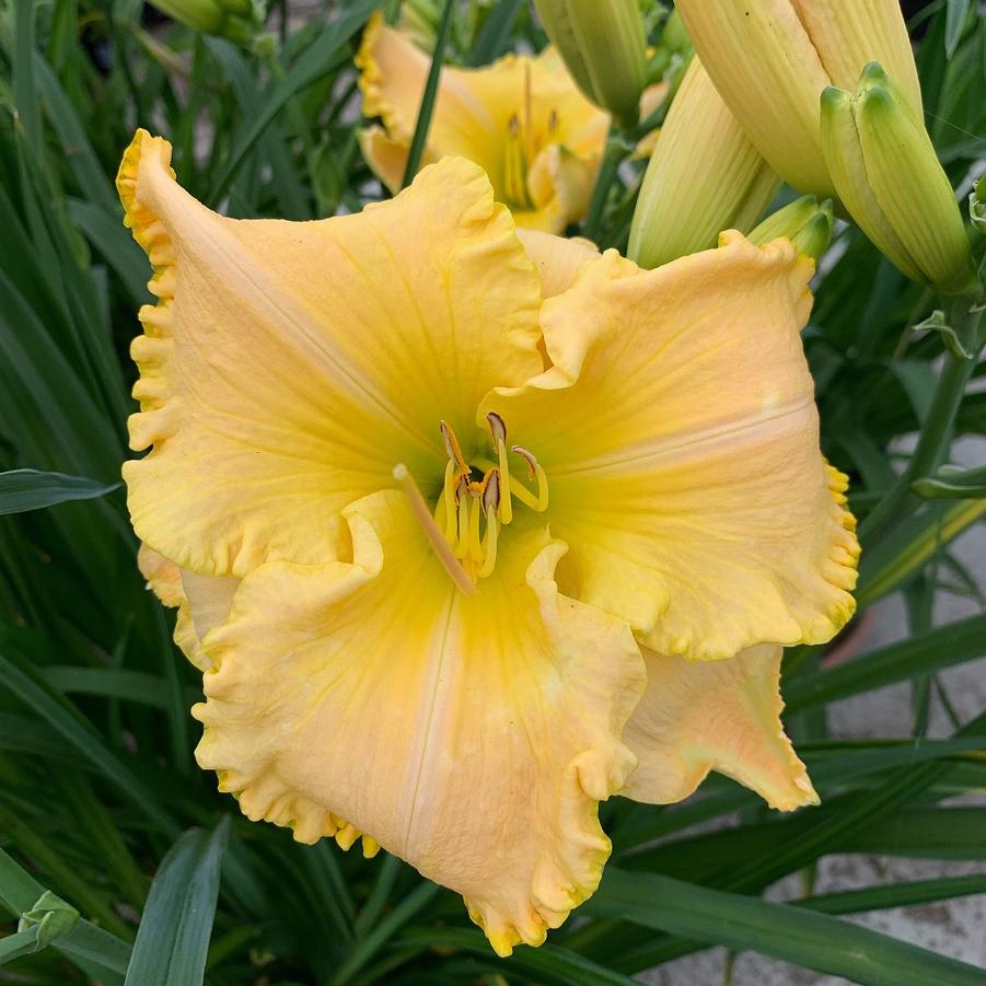 Hemerocallis St. Catherine's Island™