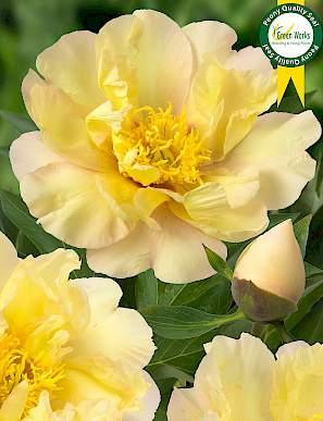 Paeonia Lemon Dream