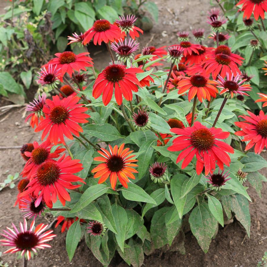 Echinacea Sombrero® Sangrita