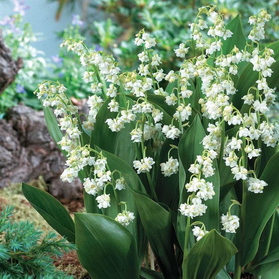 Convallaria majalis Prolificans
