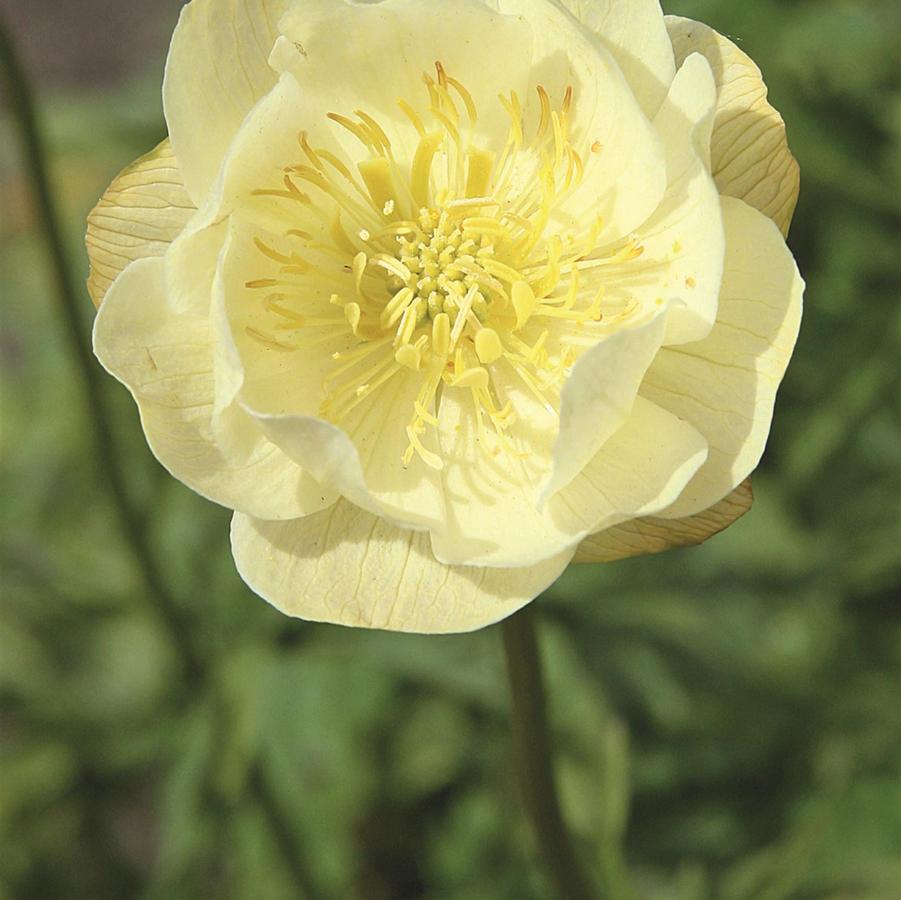 Trollius 'Alabaster' Globe Flower from Wallish Greenhouses