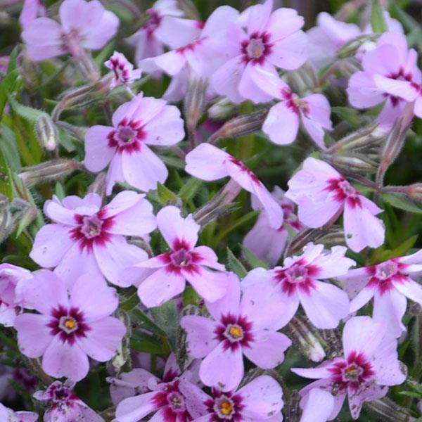 Phlox subulata Eye Candy