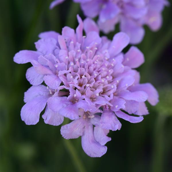 Scabiosa columbaria Flutter Blue Deep