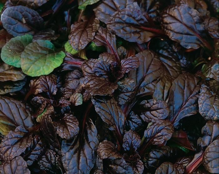 Ajuga reptans Mahogany