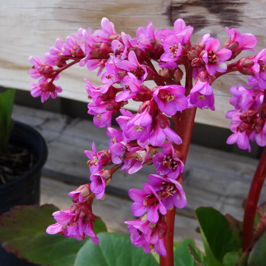 Bergenia cordifolia 'Red Beauty' Pig Squeak from Wallish Greenhouses