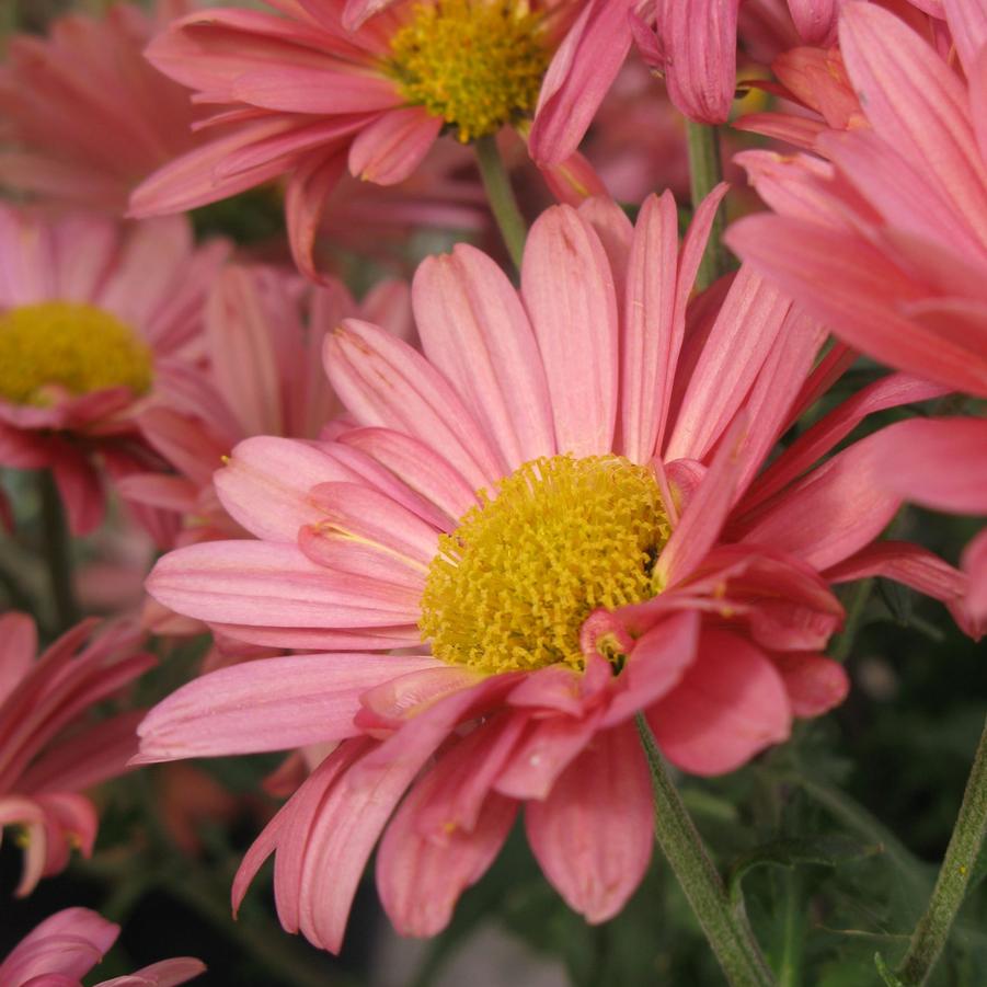 Chrysanthemum Mammoth Coral Daisy