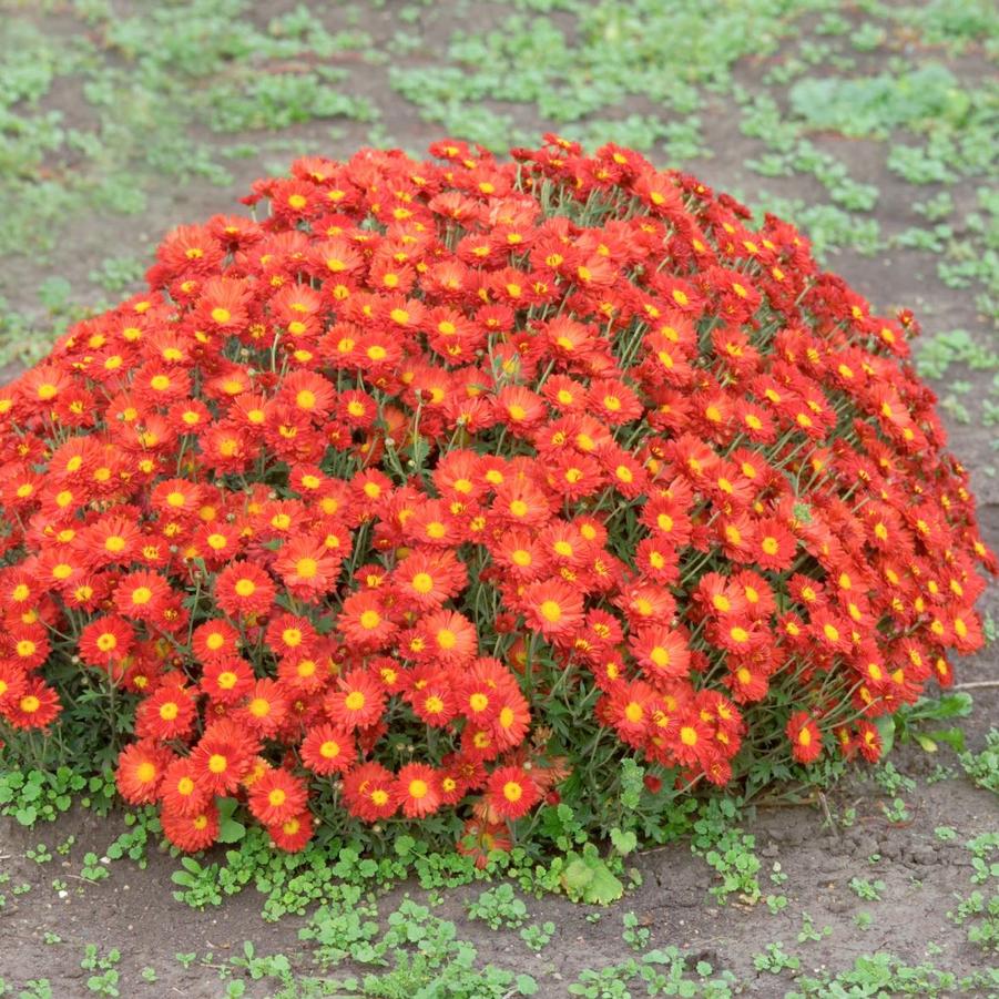 Chrysanthemum Mammoth Dark Bronze Daisy