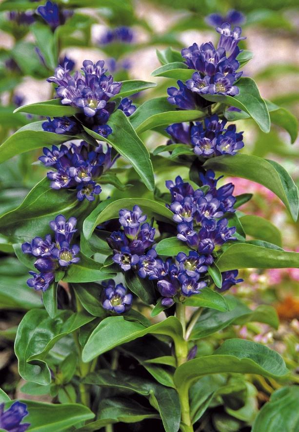 Gentiana cruciata Blue Cross