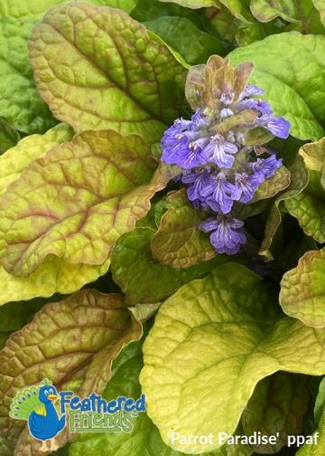Ajuga Feathered Friends™ Parrot Paradise