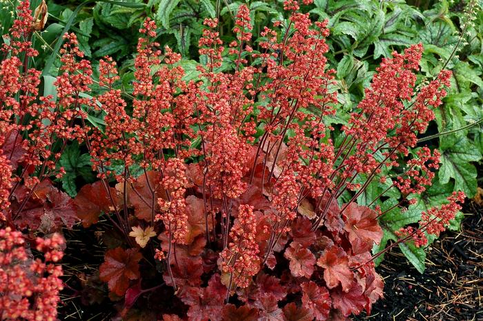 Heuchera Soda™ Cherry Cola