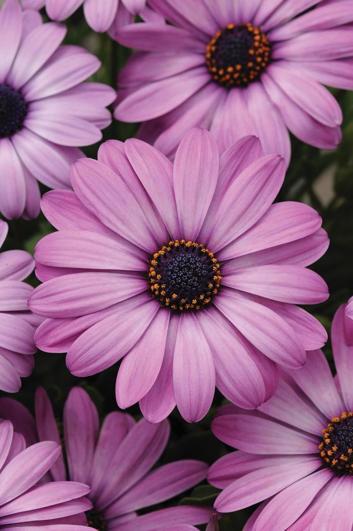 Osteospermum Akila® Lavender Shades