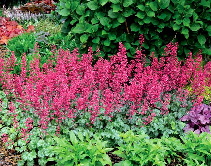 Heuchera Paris