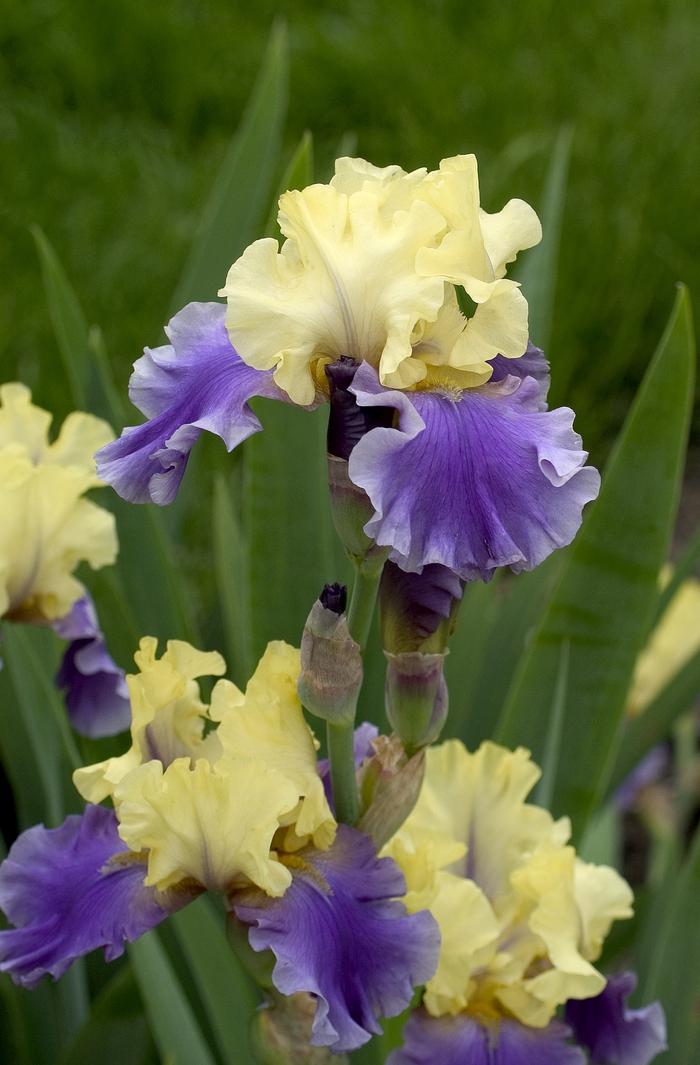 Iris germanica Edith Wolford