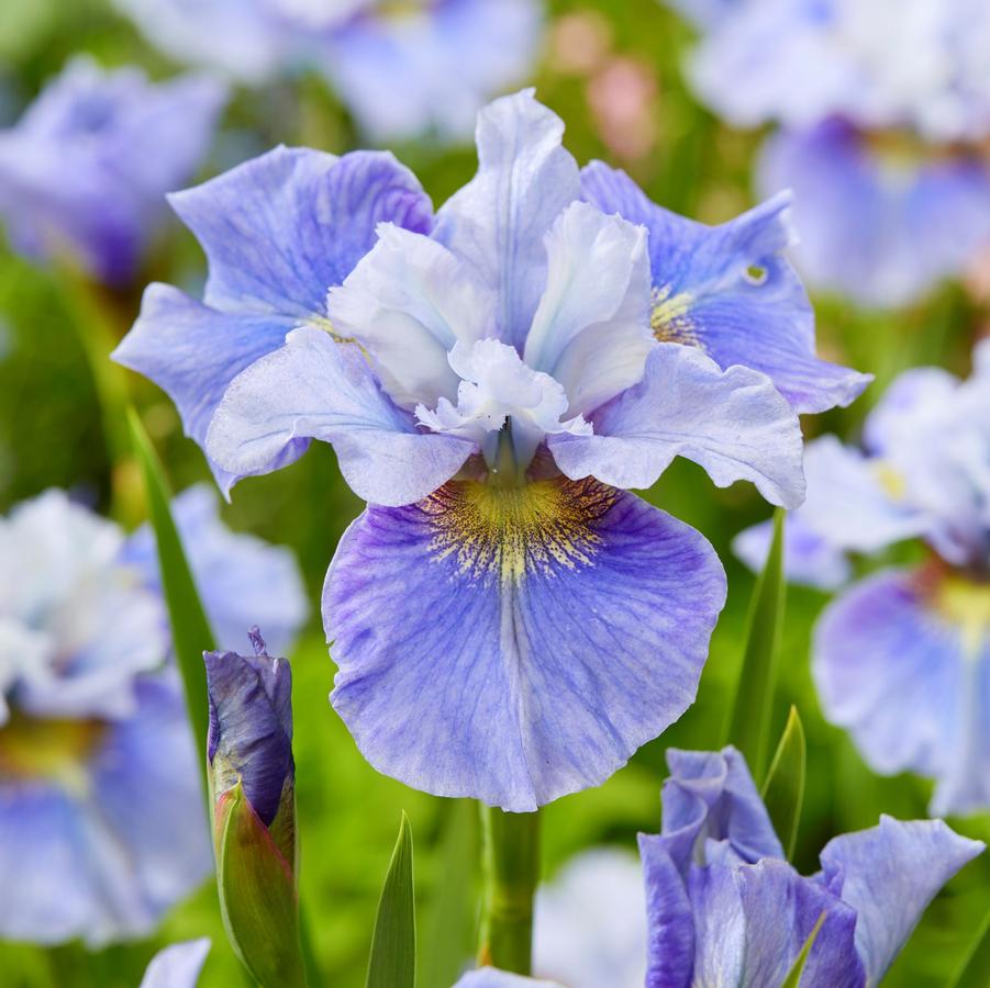 Iris sibirica Peacock Butterfly™ Mission Bay