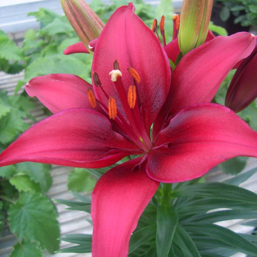 Lilium asiaticum Lily Looks Tiny Ghost