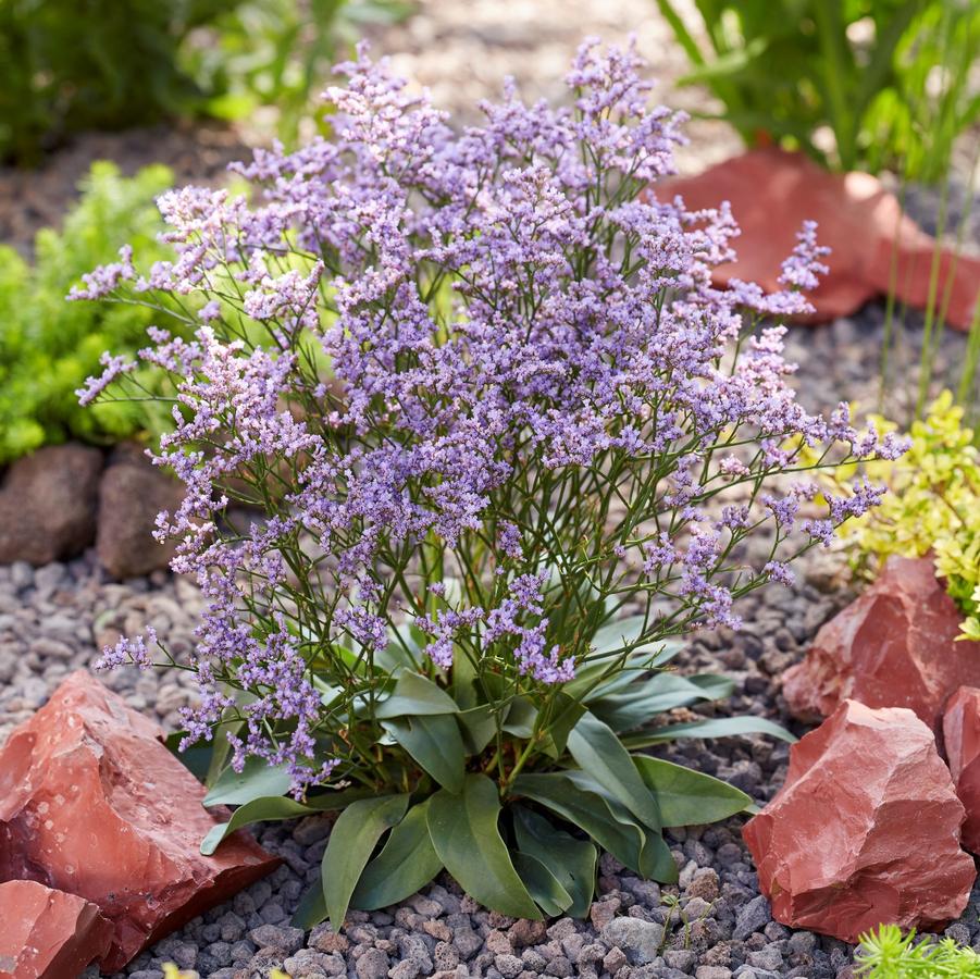 Limonium gmellinii Dazzle Rocks