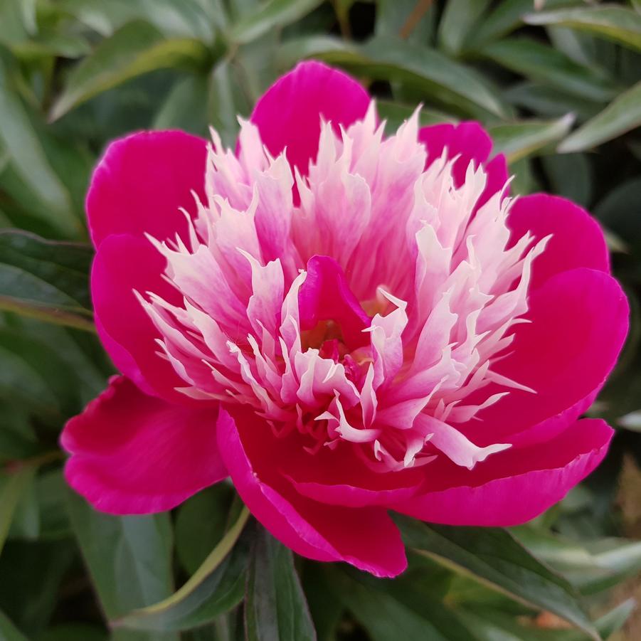 Paeonia Fantastic
