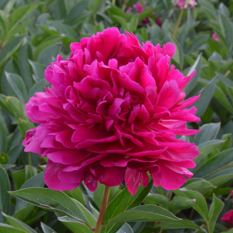 Paeonia 'Paul M. Wild' Garden Peony from Wallish Greenhouses