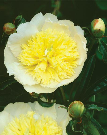 Paeonia Garden Peony Primevere
