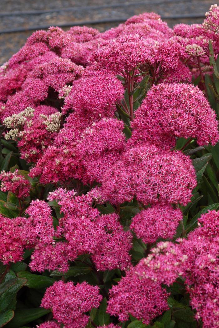 Sedum Mr. Goodbud