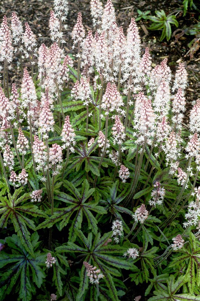 Tiarella Candy Striper