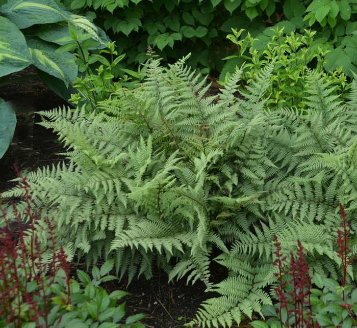 Athyrium Ghost