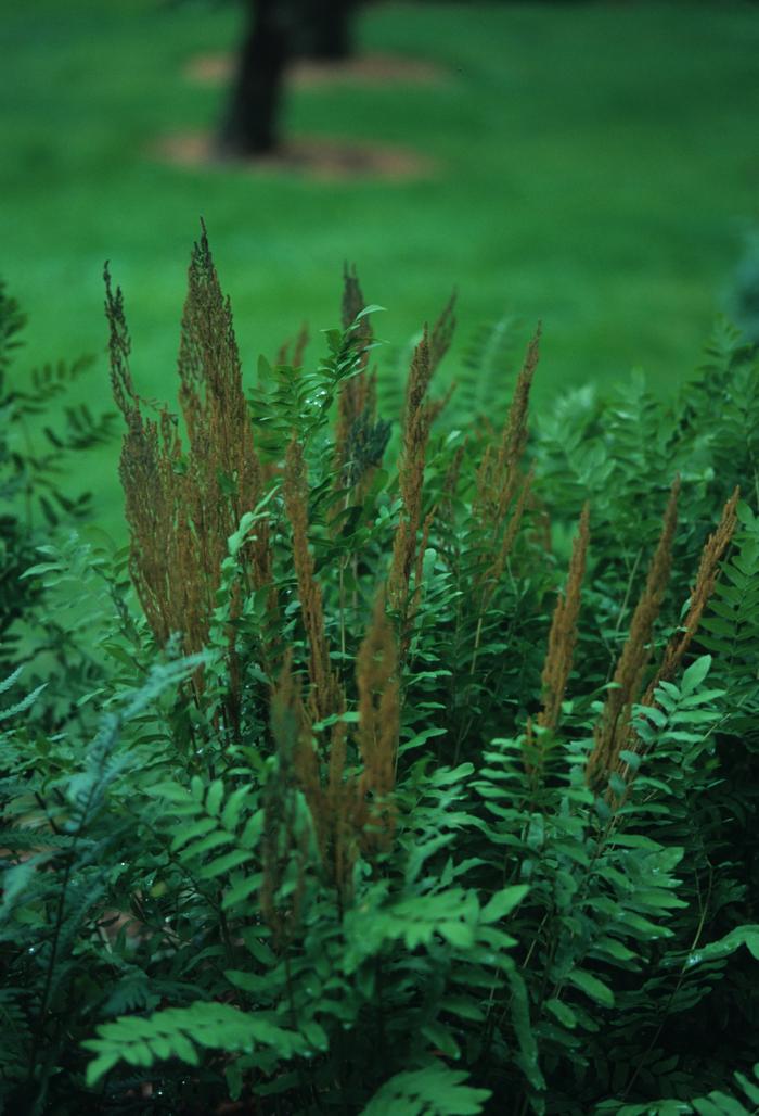 Osmunda regalis 