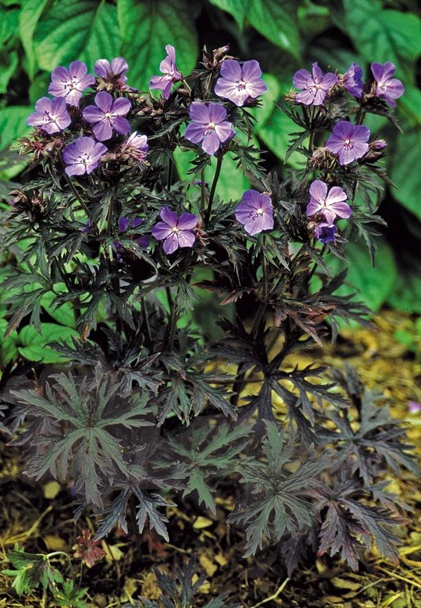Geranium pratense Dark Reiter