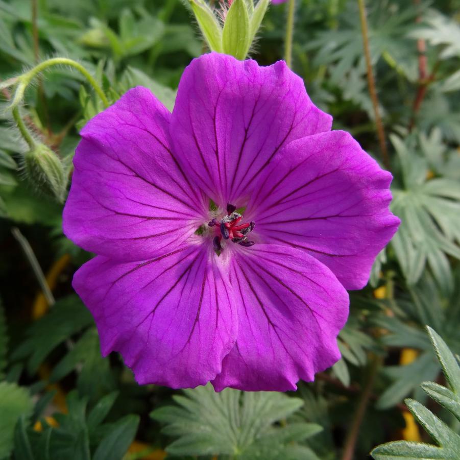 Geranium Tiny Monster