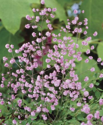 Thalictrum delavayi Hewitt's Double