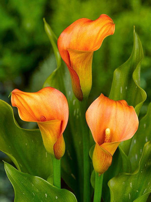 Calla Lily Mercedes