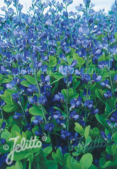 Baptisia australis Caspian Blue