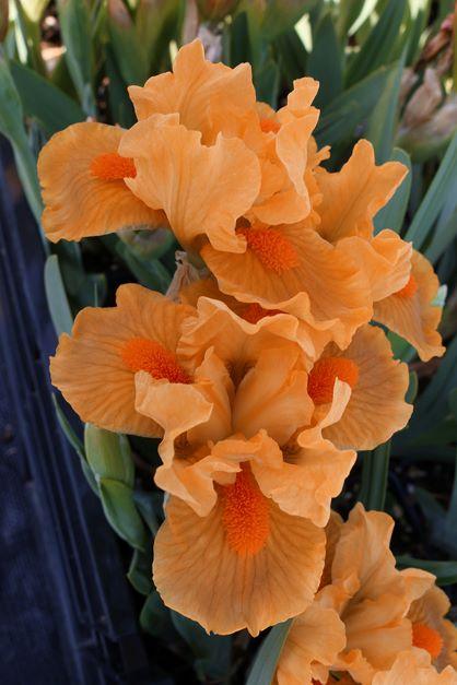 Iris pumilla Orange