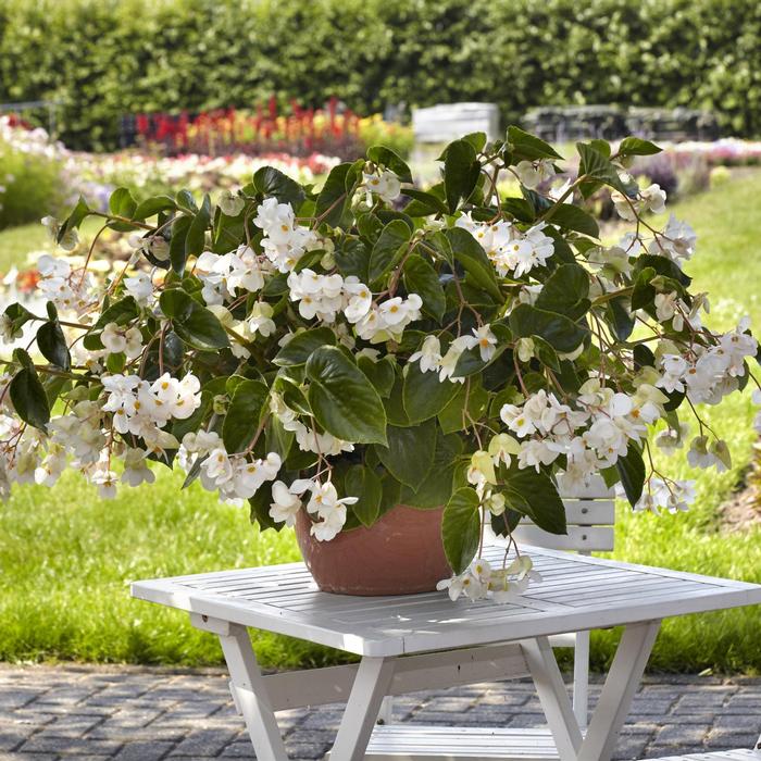 Begonia Dragon Wing® White