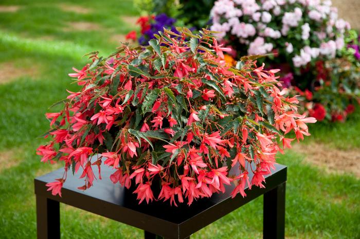 Begonia Bossa Nova® Pink Glow
