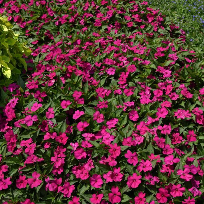 Impatiens Solarscape™ Neon Purple