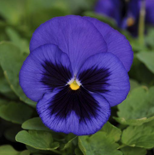 Pansy Spring Matrix™ Blue Blotch