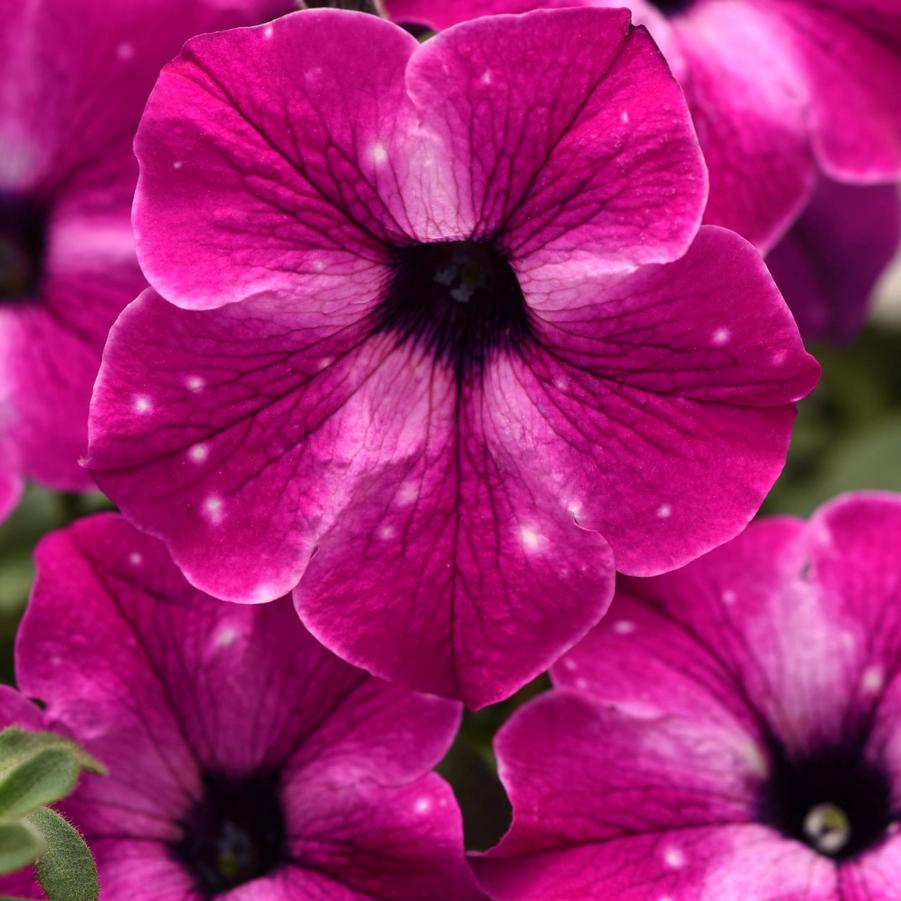 Petunia Headliner™ Enchanted Sky