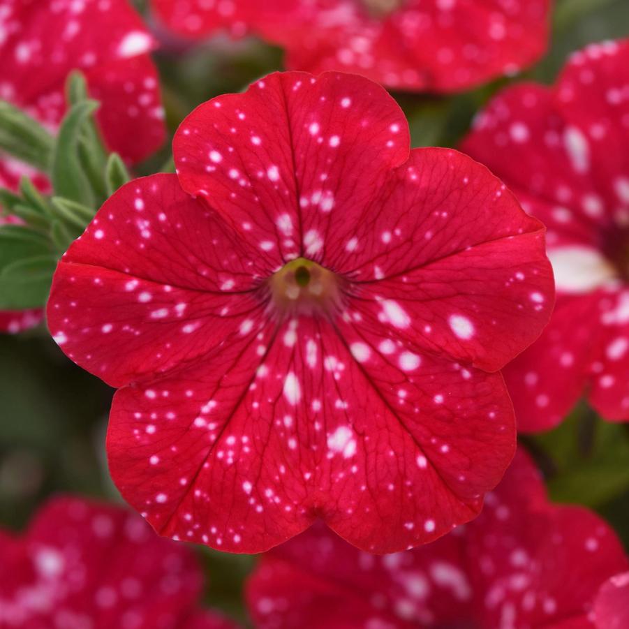 Petunia Headliner™ Strawberry Sky