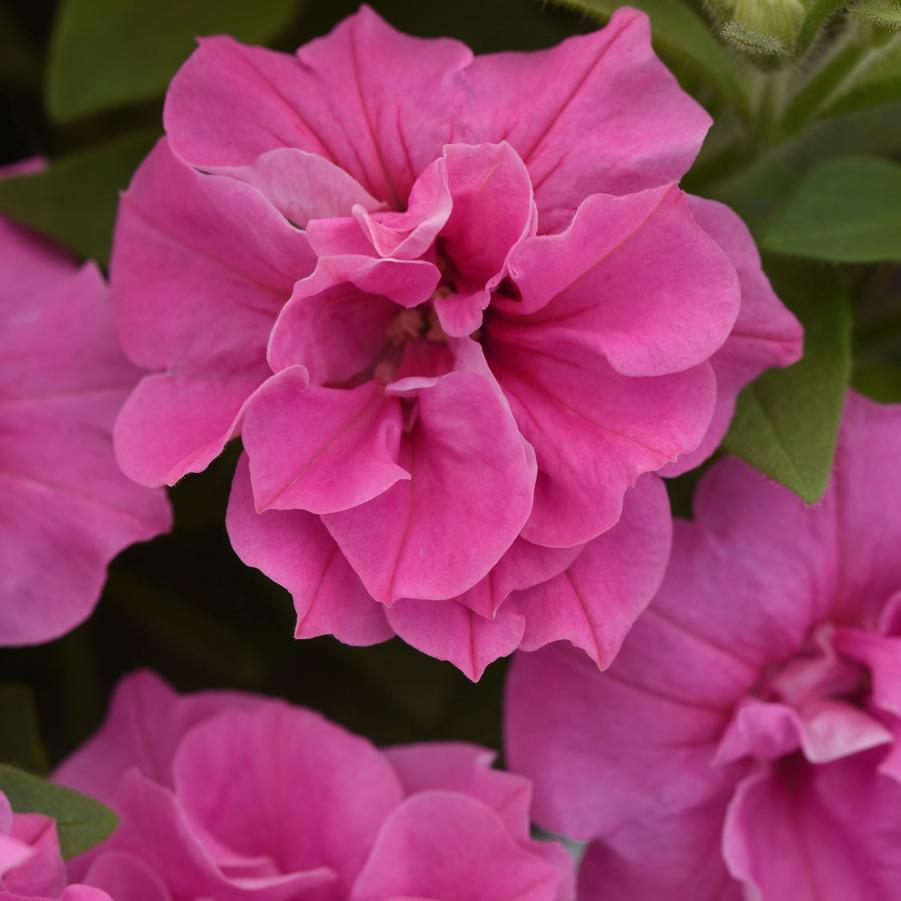 Petunia Vogue Pink