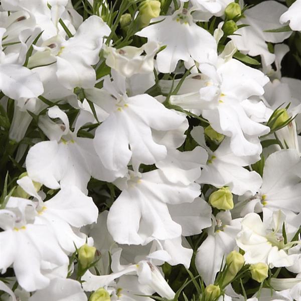 Lobelia Palace White